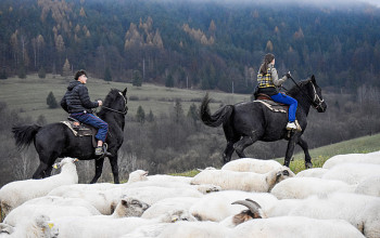 K ovečkám treba zájsť aj na Štedrý deň - fotogaléria K ovečkám treba zájsť aj na Štedrý deň - fotogaléria